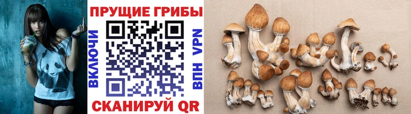 Псилоцибиновые грибы GOLDEN TEACHER  Багратионовск 